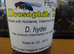 Drosophilia D. Hydei - Flightless Fruit Flies - Part Used Culture