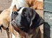 Female Saint Bernard