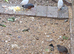 Quails