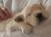 Golden retriever puppies