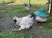 Silkie Cockerel