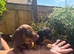 BEAUTIFUL MINITURE DACHSHUND BABIES