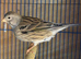 Canaries for sale