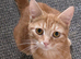Ginger boy