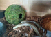 Pair legless lizards