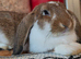 Pure bred French lop giant boy 16 weeks old