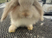 Mini lion lop