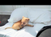 Mini little jack russell