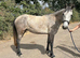 Registered Connie mare 145cm 3 year old