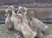 Ducklings . 8 available