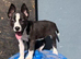 Stunning huski x American bull dog puppies
