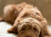 Apricot Cockapoo's