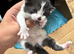 Beautiful Kittens –black and white kittens 4 Girls & 1 Boy – Ready from 16th September