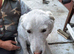 HAPPY – Living Proof That Rescue Dogs Never Stop Smiling