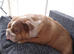 Female English Bulldog