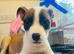 5 Pups Left £470