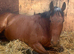 !16hh SAFE CHUNKY HACK!
