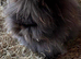 2 rabbits - 1 boy -1 girl
