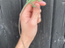 Eastern Casquehead Iguana babies