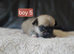 5 baby chiuauas