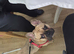 French bulldog 14mths old