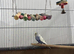 Baby Budgies available &pound;75 a pair