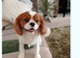Cavalier King Charles x Cockapoo