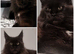 GCCF REGISTERED MAINE COON KITTEN