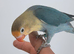 Silly tame 10 weeks young handreared baby lovebird