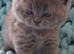 Pedigree British Shorthair kittens.