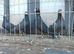 Van de merwe pigeons