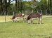 2 bonded gelding donkeys