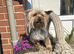 Biewer terriers