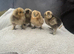 4, three day old pure silkie chicks
