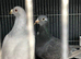 Racing pigeon