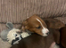 Dachshund x jack russell