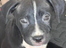 Gorgeous temperament Puppies