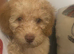 3 female cavapoos
