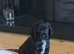 KC Registered Cocker Spaniels