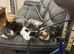 Beautiful and unusual Bengal kittens looking for their forever homes