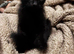 Male kittens