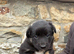 Sheep dog puppies for sale