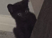 Two beautiful Black male kittens ready now!!