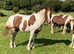 Stallion - Apache's Victorio