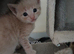 Gorgeous ginger kittens