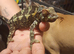 Chameleon and cage