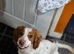 4 year old working cocker spaniel