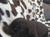 Last 2 DWKC Registered English Bulldog Girls - Chocolate Tan & Black Tri (£2,250 Each)