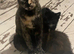 Cat to rehome