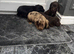 Cocker spaniel puppies